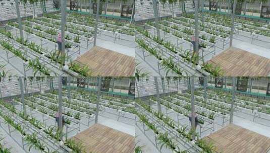 温室大棚内人员蔬菜种植画面高清在线视频素材下载