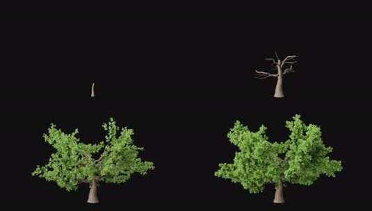 树木生长动画 透明背景高清在线视频素材下载