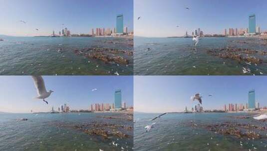 青岛栈桥冬季的海鸥高清在线视频素材下载