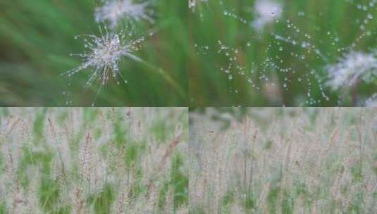 【合集】雨后的花草植物高清在线视频素材下载