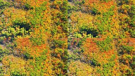 航拍色彩缤纷的山林红叶高清在线视频素材下载