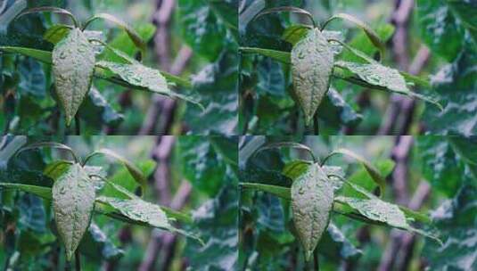 雨后植物叶子上的水珠高清在线视频素材下载