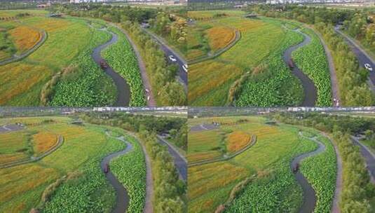 杭州湘湖十里荷塘江南夏天荷花风景航拍高清在线视频素材下载