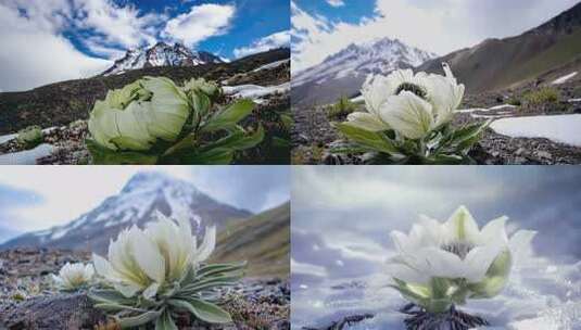 天山雪莲雪莲花雪中仙子名贵药材高清在线视频素材下载