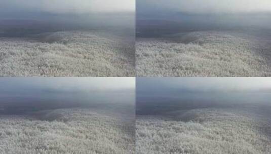 高山雾凇高清在线视频素材下载