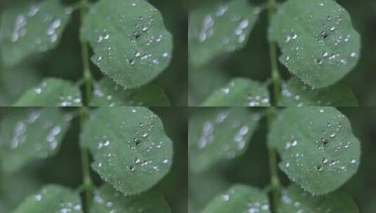 水滴凝结在植物的叶子上高清在线视频素材下载