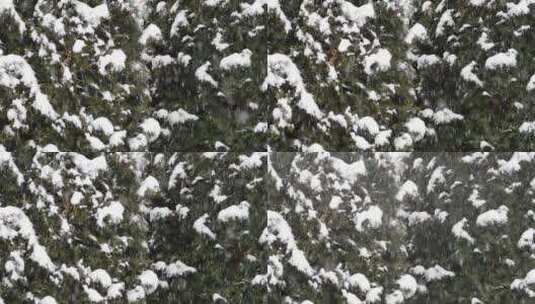 雪落在树上的镜头高清在线视频素材下载