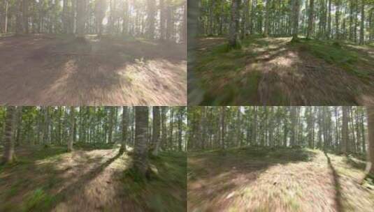 高清实拍穿越森林高清在线视频素材下载