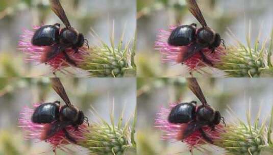 蜜蜂采蜜后飞离花朵特写镜头高清在线视频素材下载