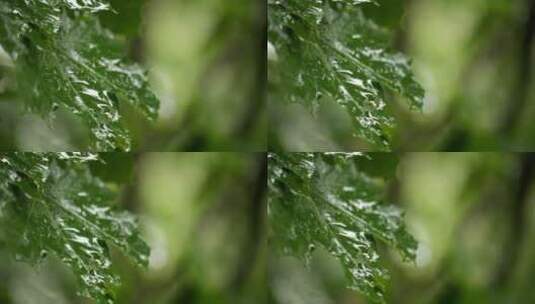 雨落在枫叶上高清在线视频素材下载
