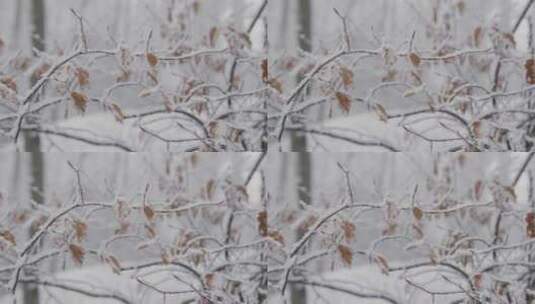 雪覆盖的树枝和叶子高清在线视频素材下载