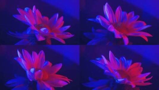 红蓝光鲜花摄影雏菊非洲菊高清在线视频素材下载