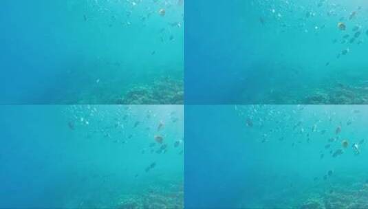 海底的鱼群和珊瑚礁高清在线视频素材下载