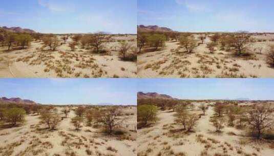 航拍沙漠中的鸵鸟高清在线视频素材下载