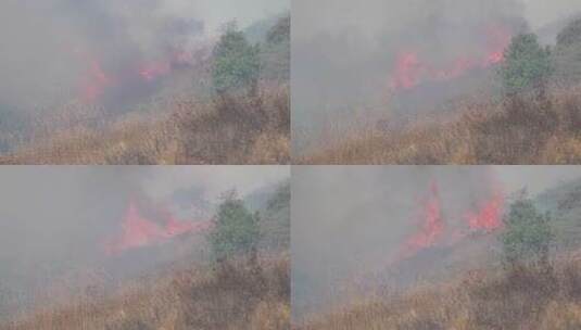 一场失控的灌木丛大火高清在线视频素材下载