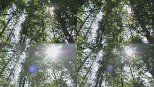 夏日阳光穿透树林阳光明媚高清在线视频素材下载