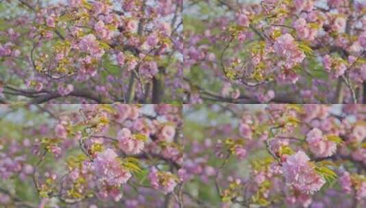 春天的樱花八重樱特写高清在线视频素材下载
