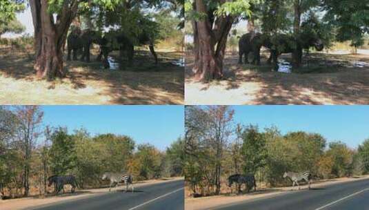 非洲大象和斑马高清在线视频素材下载