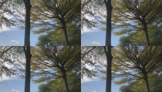 蓝天下的树林高清在线视频素材下载