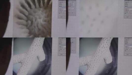 在显微镜下观察珊瑚4高清在线视频素材下载