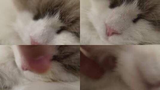猫咪鼻子爪子微距特写高清在线视频素材下载
