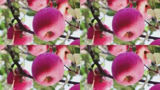 又大又圆红苹果成熟挂满果树高清在线视频素材下载