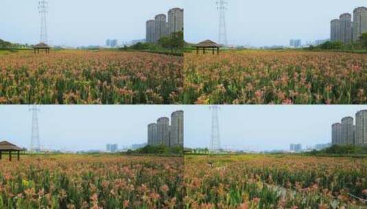 广西南宁那考河湿地公园高清在线视频素材下载