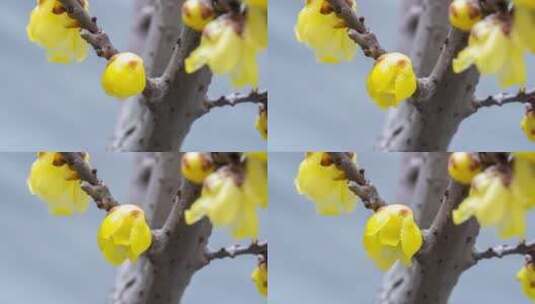 延时拍摄绽放的黄色腊梅花朵高清在线视频素材下载