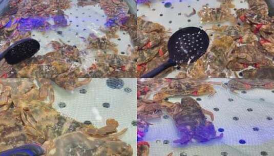 【镜头合集】自助餐里的花蟹花盖蟹螃蟹 ~高清在线视频素材下载