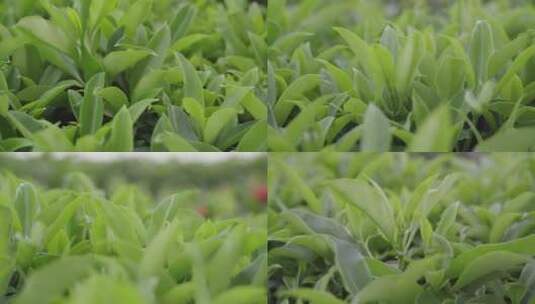 茶叶 绿叶高清在线视频素材下载