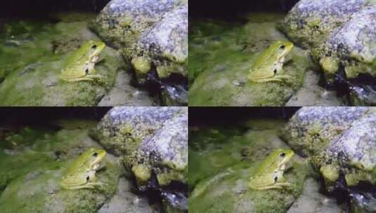 站在水里的青蛙高清在线视频素材下载