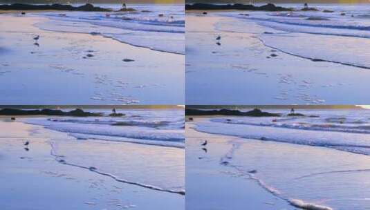 清晨阳光照在海浪海滩上与海鸟觅食慢镜头高清在线视频素材下载