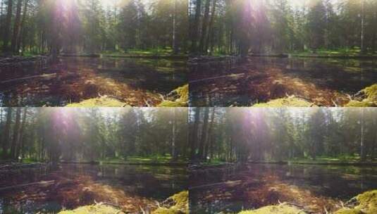 阳光透过松林照射在长满苔藓的池塘上高清在线视频素材下载