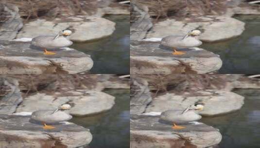 岸边的鸭子斑头雁在休息高清在线视频素材下载