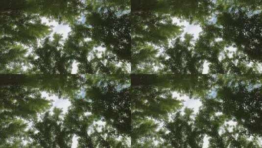 仰拍白杨树树冠高清在线视频素材下载
