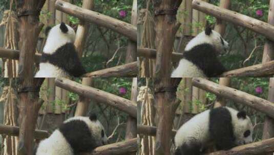 可爱的熊猫宝宝在玩耍高清在线视频素材下载