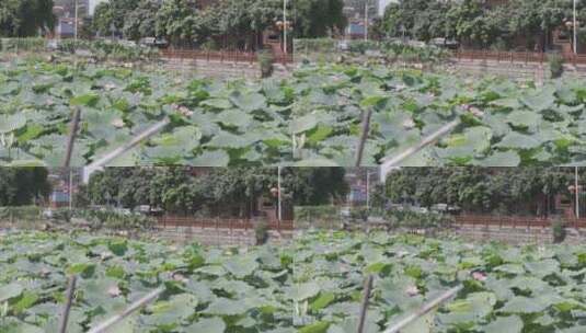 HDR生态系列-广州花都西华村10高清在线视频素材下载