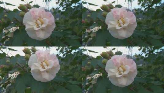 生态美丽唯美的木芙蓉花朵高清在线视频素材下载