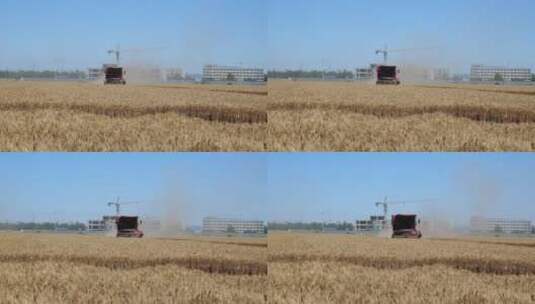 收割机收小麦小麦丰收高清在线视频素材下载