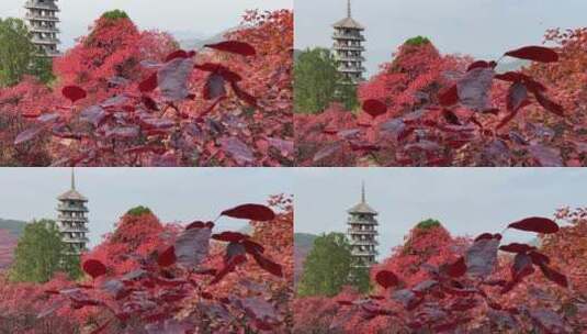 济南红叶谷景区，秋季满山红叶景观高清在线视频素材下载