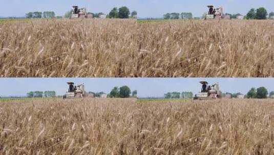 小麦素材高清在线视频素材下载