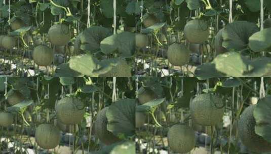 在温室农场生长的哈密瓜高清在线视频素材下载