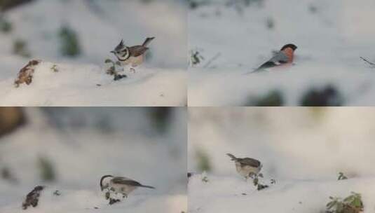寒冷冬季雪地小鸟觅食合集高清在线视频素材下载