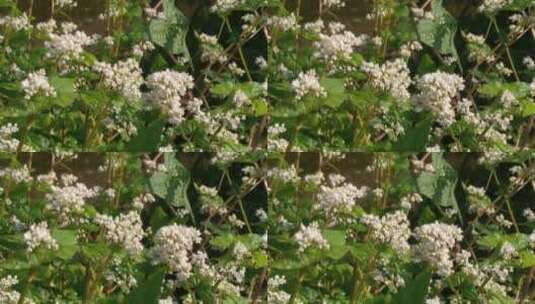 山野里的唯美野花花朵高清在线视频素材下载