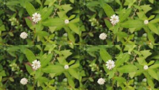 白色花卉植物特写镜头高清在线视频素材下载