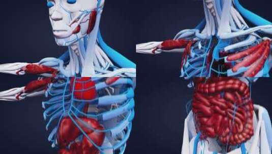 人体解剖图高清在线视频素材下载