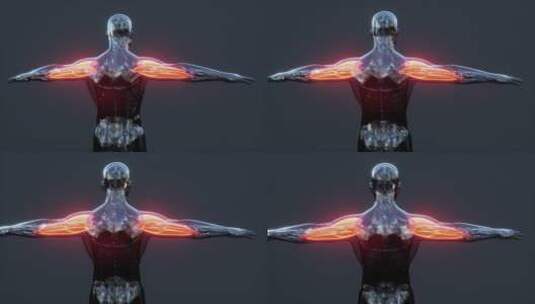 人体肱二头肌模型动画高清在线视频素材下载
