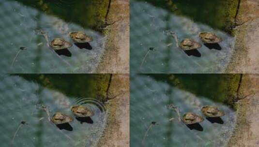 鳄鱼幼崽在鳄鱼场游泳。两只小鳄鱼高清在线视频素材下载