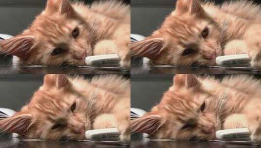 猫咪在桌子上休息高清在线视频素材下载