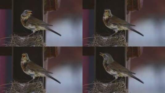 鸟儿站在鸟巢上高清在线视频素材下载